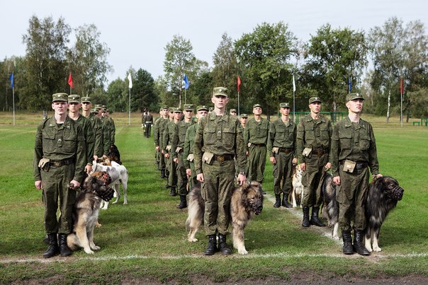 Masochistic dog or black Bim black ear - Army, Service dogs, Dog, Cynology, Longpost