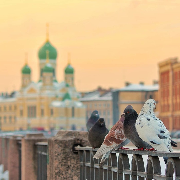 Gatherings at sunset at the Isidore Church - Birds, Saint Petersburg, The photo, Pigeon, 