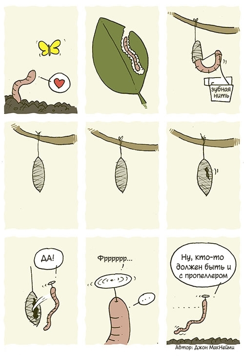 Evolution of species - Comics, Humor, Funny, Joke, Insects, Metamorphosis, Butterfly, Translation