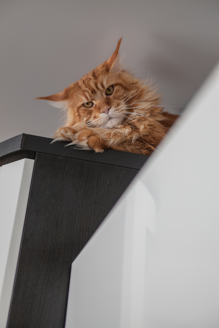 Hatred and fear of the vacuum cleaner - My, cat, Maine Coon, A vacuum cleaner