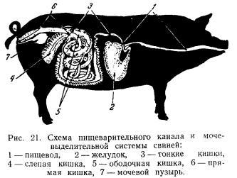 Поджелудочной железы свиньи. Строение ЖКТ свиньи. Пищеварительная система свиньи анатомия. Схема пищеварительной системы свиньи. Топография пищеварительной системы свиньи.