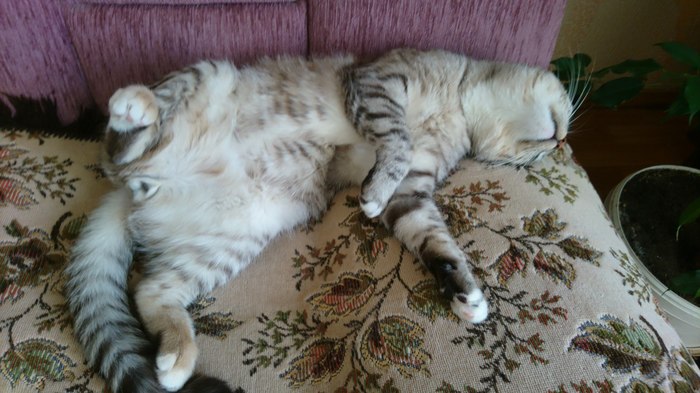 Мой котофей из приюта. - Моё, Кот, Котомафия, Сон