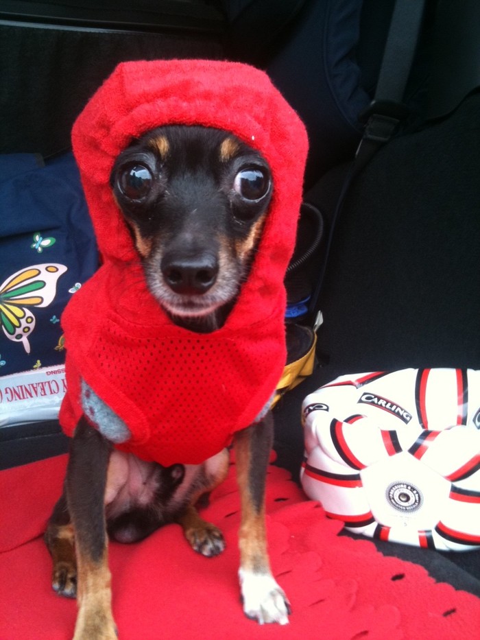 Go for a walk. - Toy Terrier, Boy, My, Clothes for animals