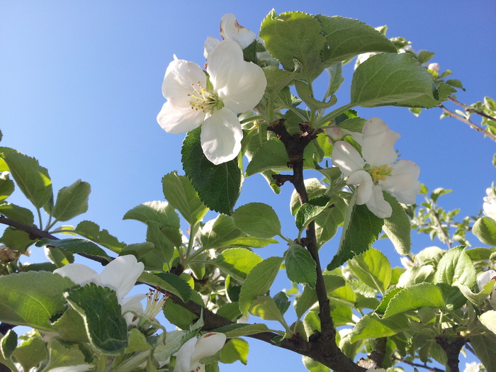 Spring is coming - My, Spring, Heat, Longpost, The photo, Apple tree, Bloom