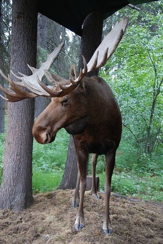 Elk - Elk, Animals, The photo, Longpost