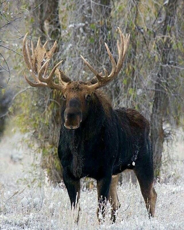 Elk - Elk, Animals, The photo, Longpost