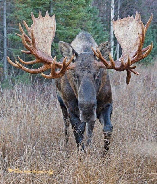 Elk - Elk, Animals, The photo, Longpost