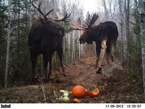 Elk - Elk, Animals, The photo, Longpost