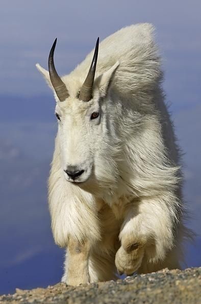 Snow goat - Goat, Animals, The photo, Longpost, Snow, The mountains, Wild animals