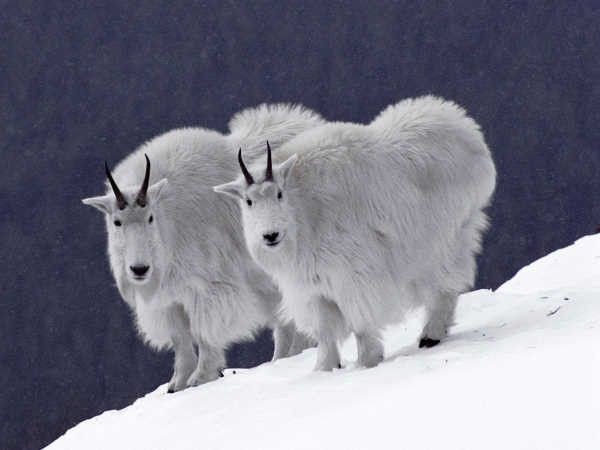 Snow goat - Goat, Animals, The photo, Longpost, Snow, The mountains, Wild animals