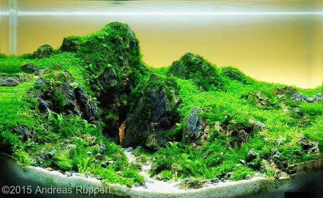 Мшанник Энди Рупперта