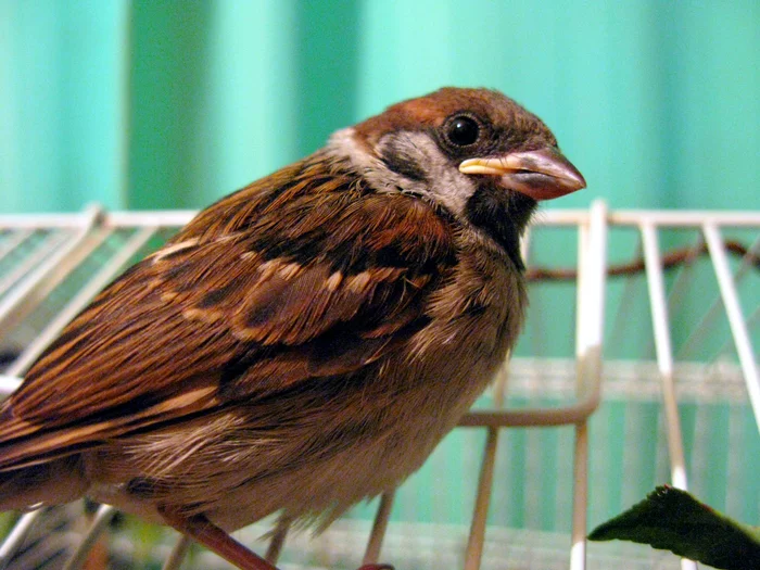 Adolescence of the field sparrow Tosha. - My, , Sparrow Tosha, Birds, Sparrow