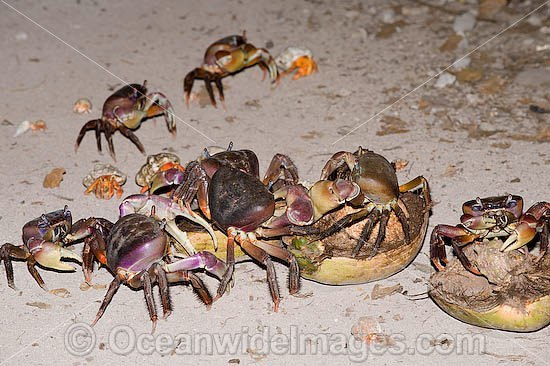 Rainbow crabs. - Rainbow crabs, Exotic animals, Crab, Terrariumistics, Longpost