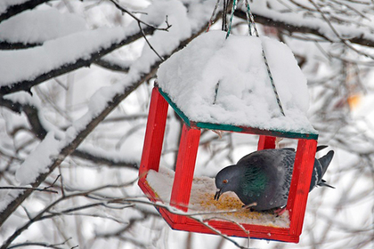 The Russians were given five months for killing a pigeon - Cruelty to animals, Animals, Pigeon, Murder, Children, Imprisonment, Lenta ru