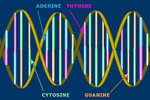 DNA through the eyes of a programmer - Copy-paste, Geektimes, Translation, DNA, Genetics, Programming, Nauchpop, Biotechnology, GIF, Longpost