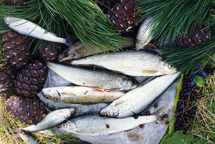 рыба в мультинских озерах. Смотреть фото рыба в мультинских озерах. Смотреть картинку рыба в мультинских озерах. Картинка про рыба в мультинских озерах. Фото рыба в мультинских озерах рыба в мультинских озерах. Смотреть фото рыба в мультинских озерах. Смотреть картинку рыба в мультинских озерах. Картинка про рыба в мультинских озерах. Фото рыба в мультинских озерах