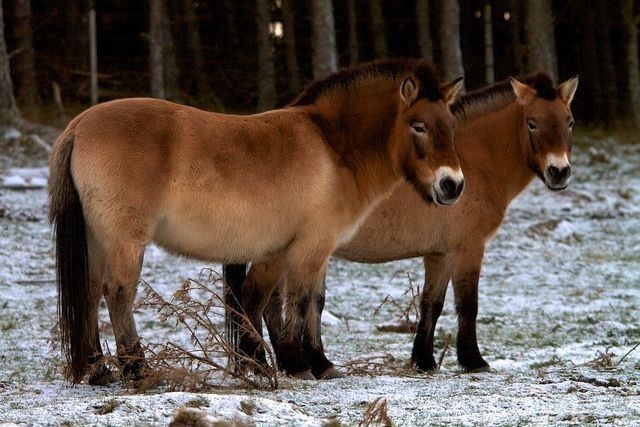 Przewalski's horse - Animals, The photo, Longpost