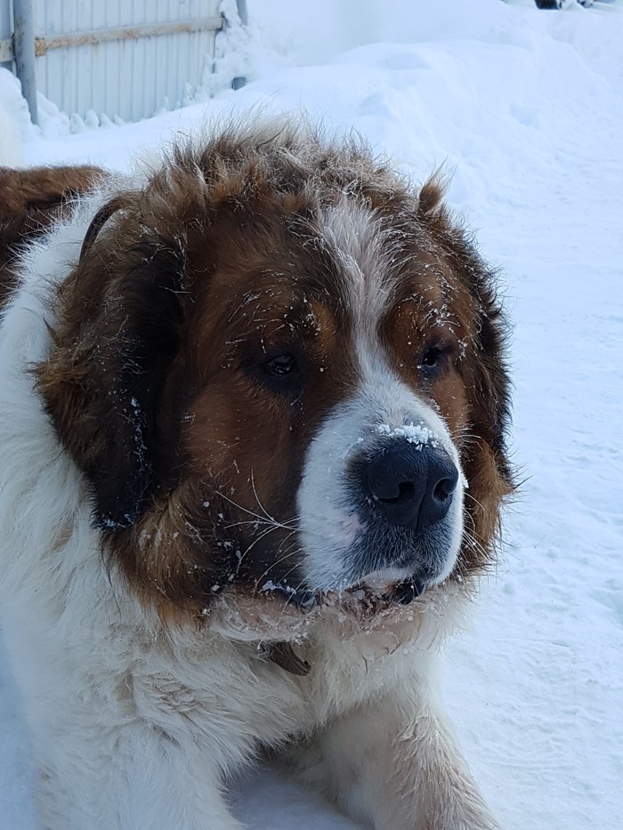 And we get cold in the buzz) - Dog, Moskovskaya storozhevaya, freezing, Longpost