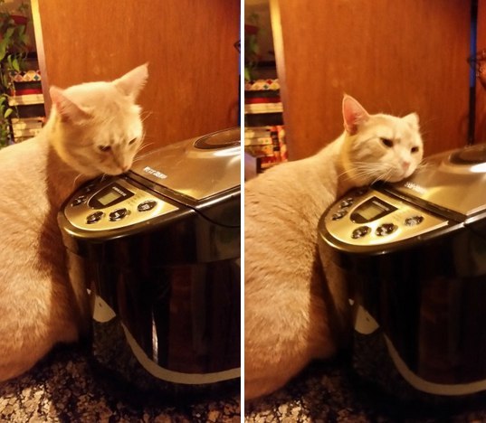 bread boy - cat, Love at first sight, Bread machine, Tumblr