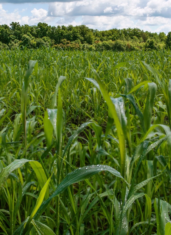 Не то, чем кажется