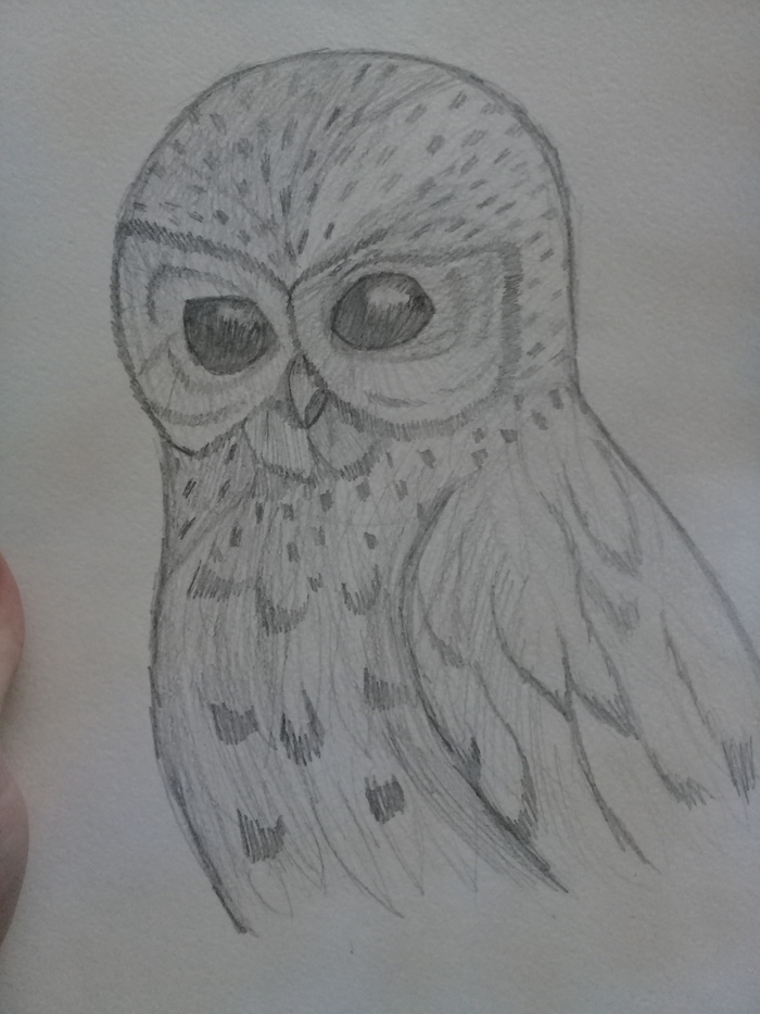 Please rate, I will be glad to any criticism)) - My, Owl, 