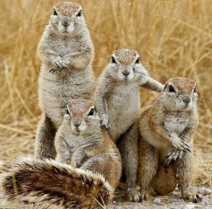 chatty dogs - Prairie dogs, Animals, Interesting, The photo