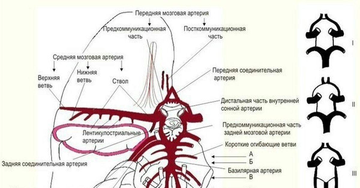 Развитие виллизиева круга в виде отсутствия кровотока. Анатомия средней мозговой артерии сегменты. Артерии Виллизиева круга анатомия. Ветви средней мозговой артерии анатомия. Схема Виллизиева круга анатомия.