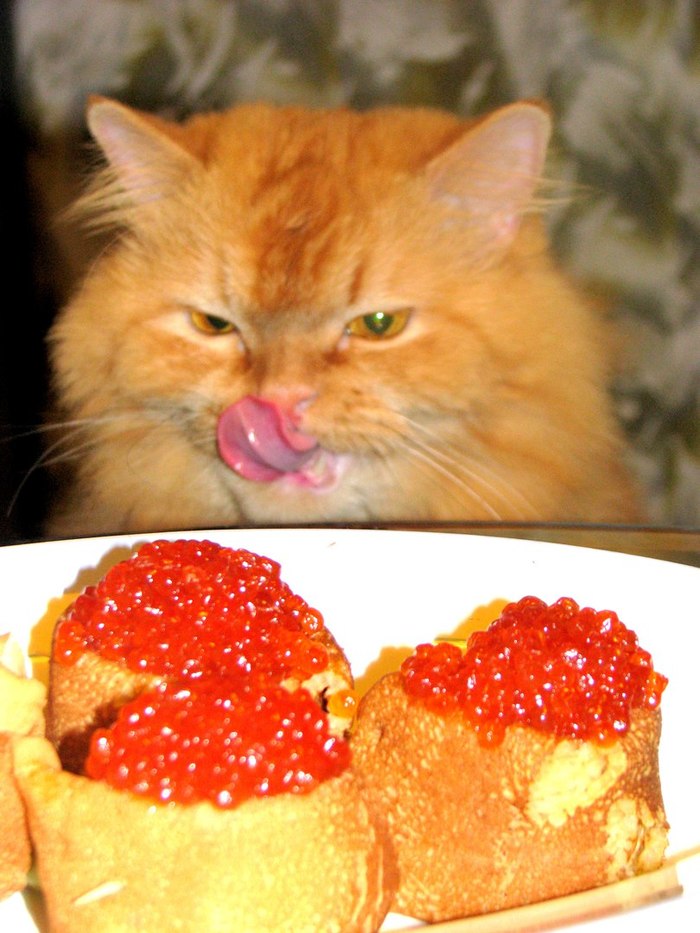 Yummy - Pets, Milota, cat