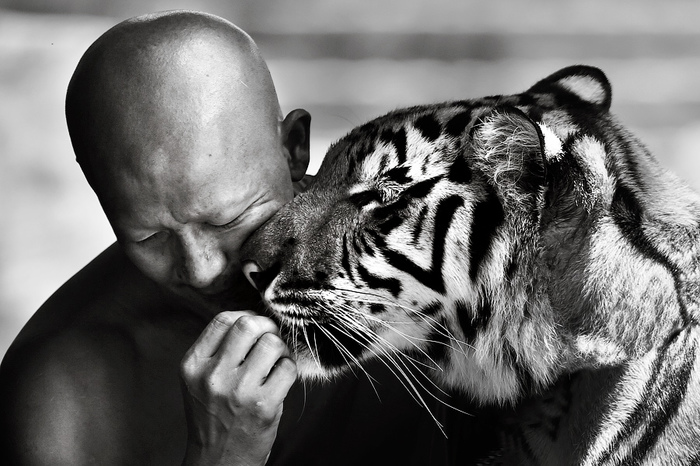 Man and cat - My, Tiger, , Thailand, Buddhism