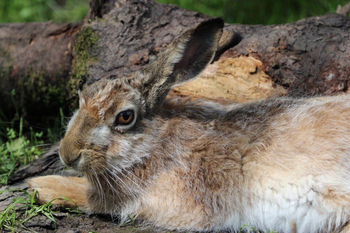 Do you want something? - Hare, Hare, Hare House, The photo, Animals