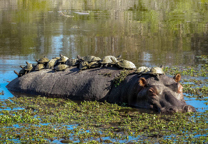 Appeasement - hippopotamus, Turtle, Summer, Heat, Water, Animals
