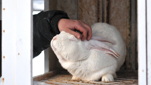 British magician discovered he was allergic to rabbits after working with them for 28 years - Great Britain, Magician