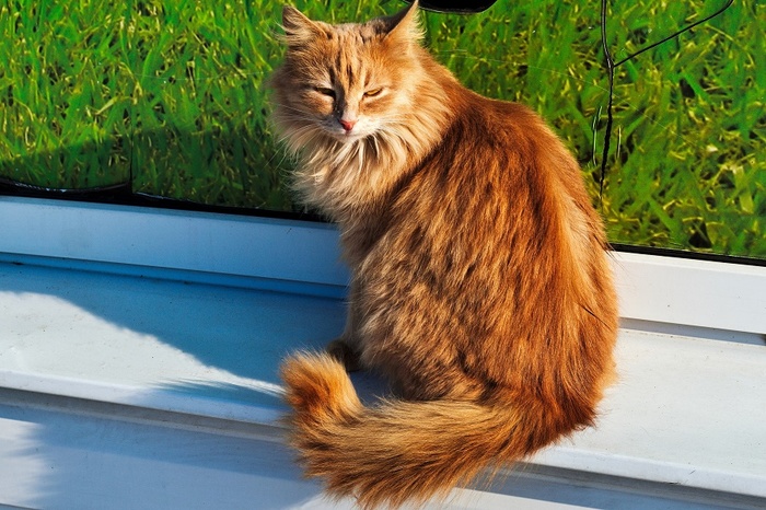 Рыжик ищет весну.