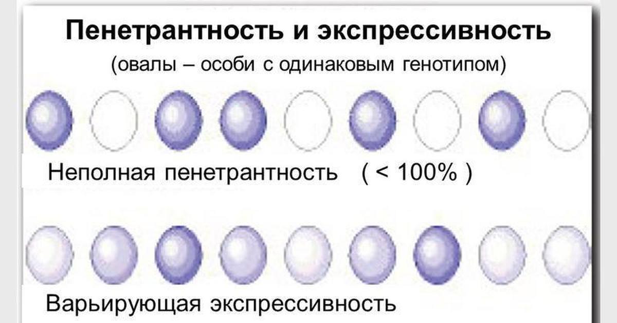 Экспрессивность это. Пенетрантность и экспрессивность. Экспрессивность и пенетрантность Гена. Пенетрантность и экспрессивность примеры. Неполная пенетрантность.