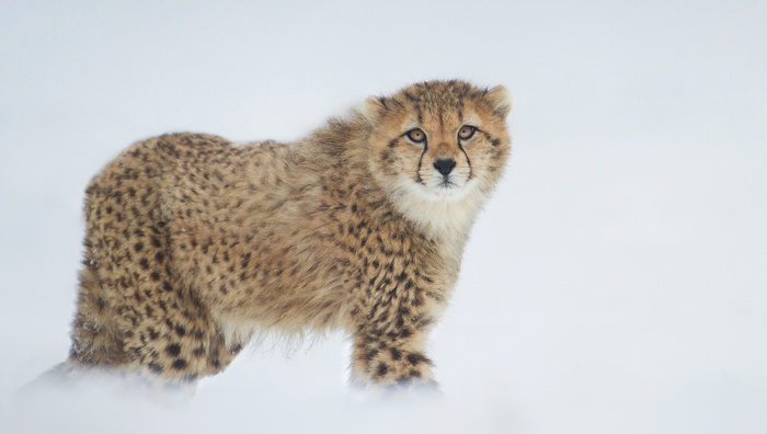 Fluffy. - The photo, Animals, Cheetah, Fluffy, cat, Alannahhawker