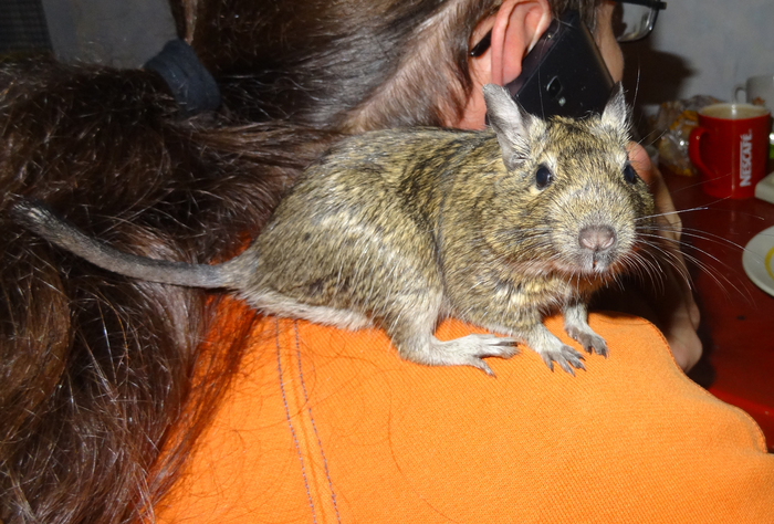 My animal. - My, Degu, Chinchilla, Rodents, Animals, Longpost