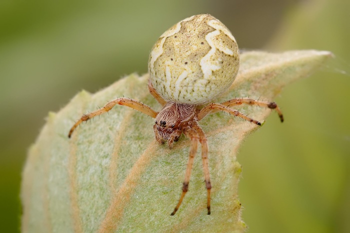 Arachnophobia: Australia's 10 Scariest Spiders - , Spider, Longpost, Australia, top 10, Arachnophobia