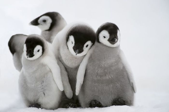 Lovely fluffy balls. - Fluffy, Penguins, Milota, Tenderness