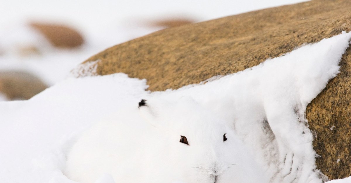 Заяц в сугробе. Заяц на снегу. Белый заяц на снегу. Зайчик прячется в снегу. Кролик в снегу.
