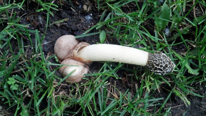 The mushroom that refused sex - Mushrooms, Sex, Reproduction, Nature