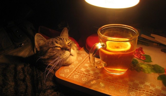 Lamp cat. - cat, Tea, Lamp character