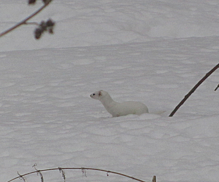 Winter caress. - My, Weasel, Animals, Winter, Bitsevsky Park, Snow, The photo