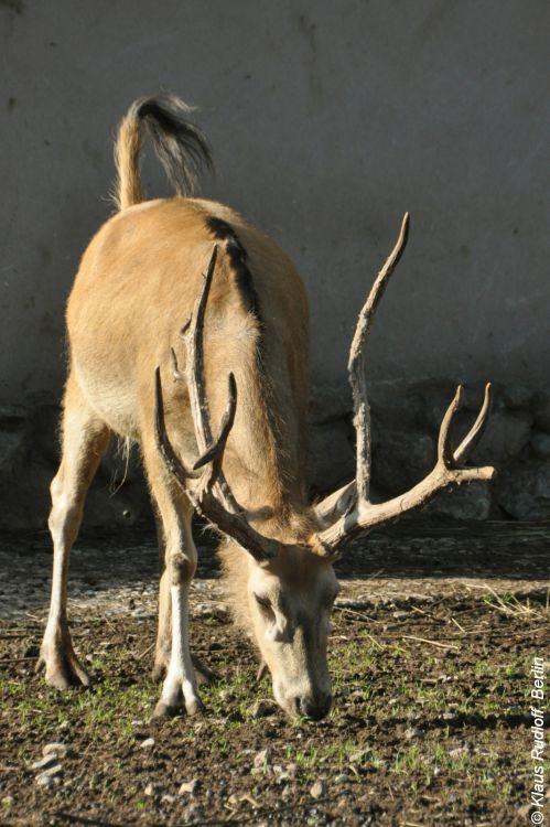 Some specific features of deer - Deer, Facts, Interesting, Animals, Longpost, Deer