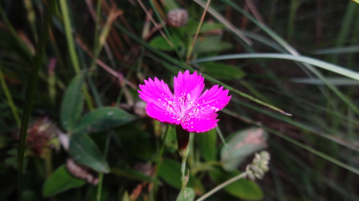 My macro. - My, Macro, Flower, The photo, Grass, Flowers, Macro photography