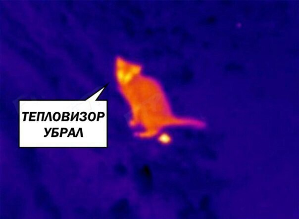 On the wave, as they say - cat, Thermal imager