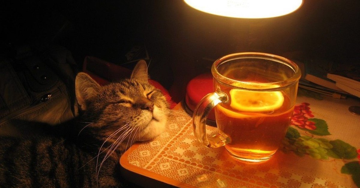 Чего попить на ночь. Кот с чашкой чая. Вечерний чай. Ламповый вечер. Кот вечером.