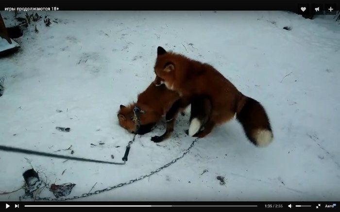 What does the fox want to do in this picture? - Animals, Domestic fox