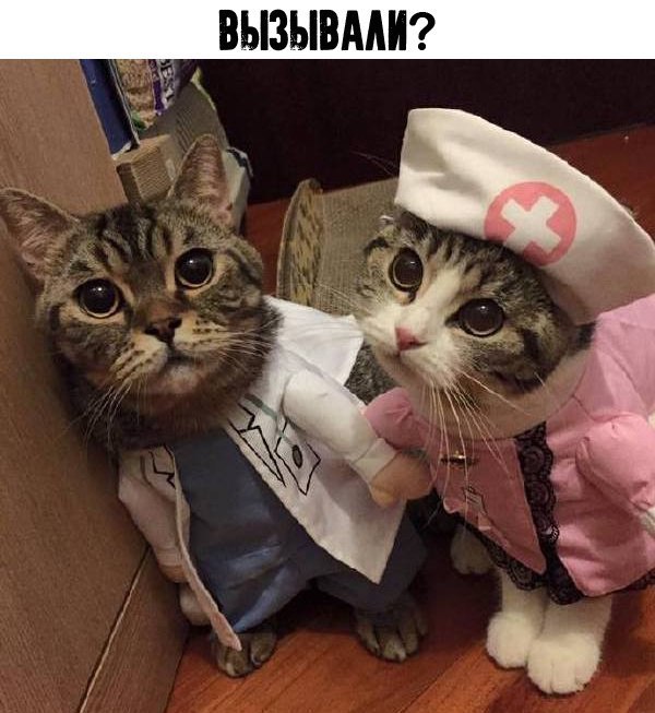 Мохнатая медицина)