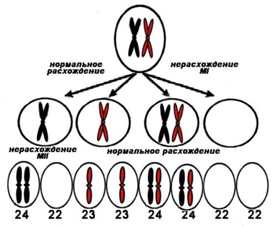 A little about important points and mosaicism. - My, Genetics, Education, , The science, Genome, Longpost, , Chimera, Genetic diseases