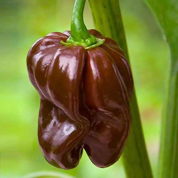 We grow hot peppers. - My, Pepper, Vegetable garden on the windowsill, cat, Longpost